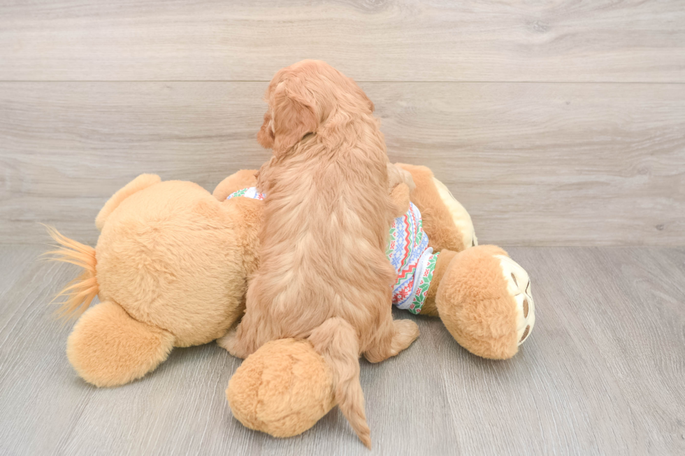 Cavapoo Pup Being Cute