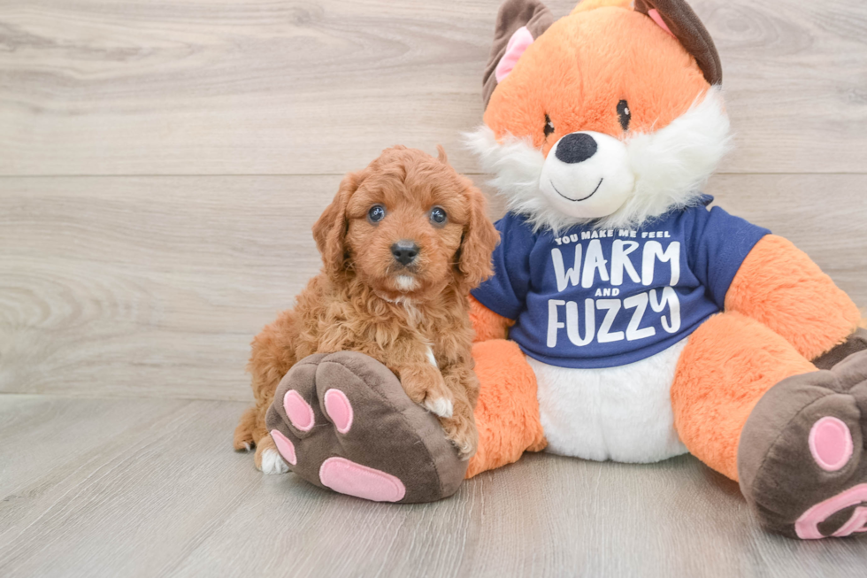 Energetic Cavoodle Poodle Mix Puppy