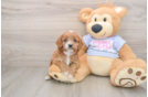 Popular Cavapoo Poodle Mix Pup