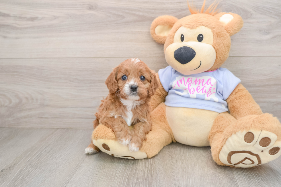 Popular Cavapoo Poodle Mix Pup