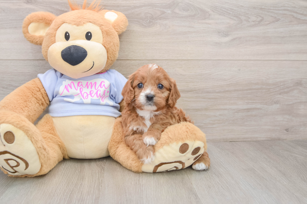 Happy Cavapoo Baby