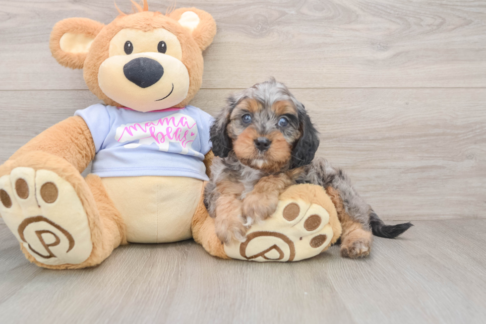 Funny Cavapoo Poodle Mix Pup