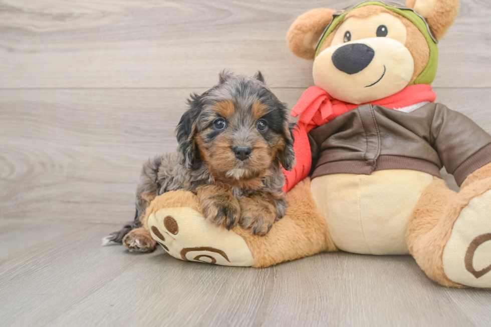 Friendly Cavapoo Baby