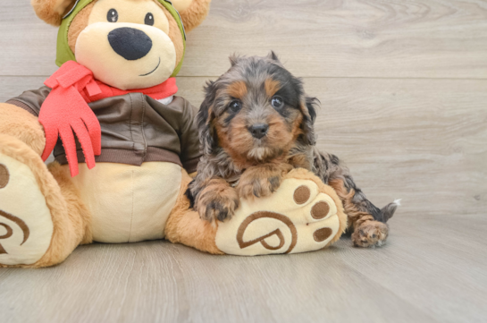Best Cavapoo Baby