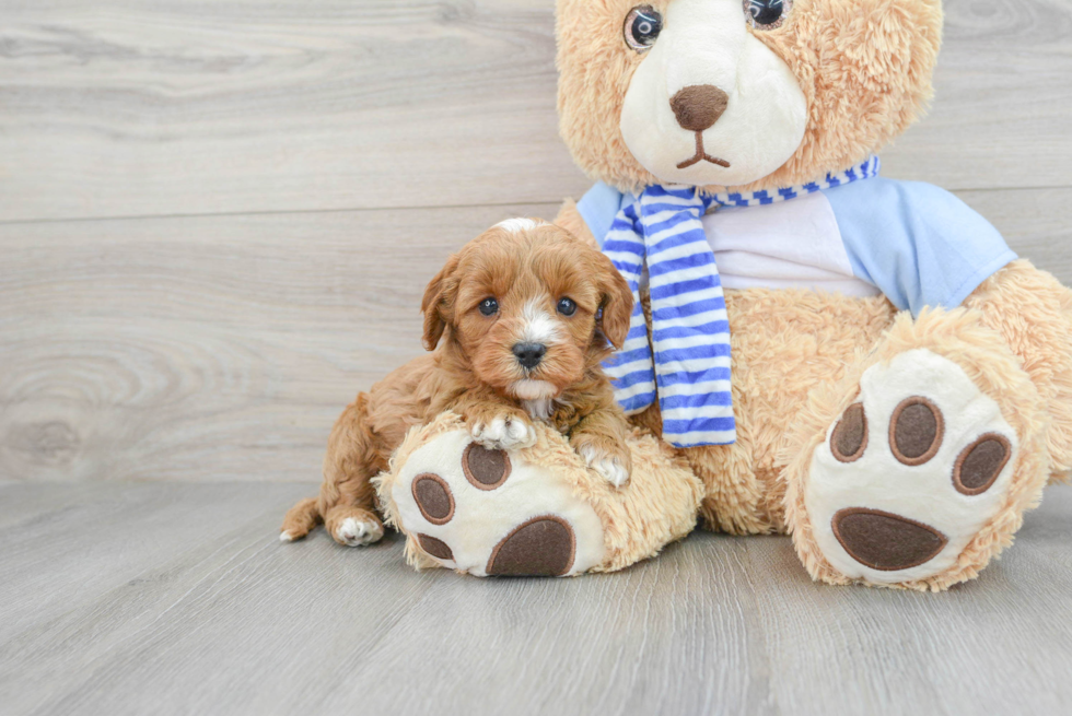 Adorable Cavoodle Poodle Mix Puppy