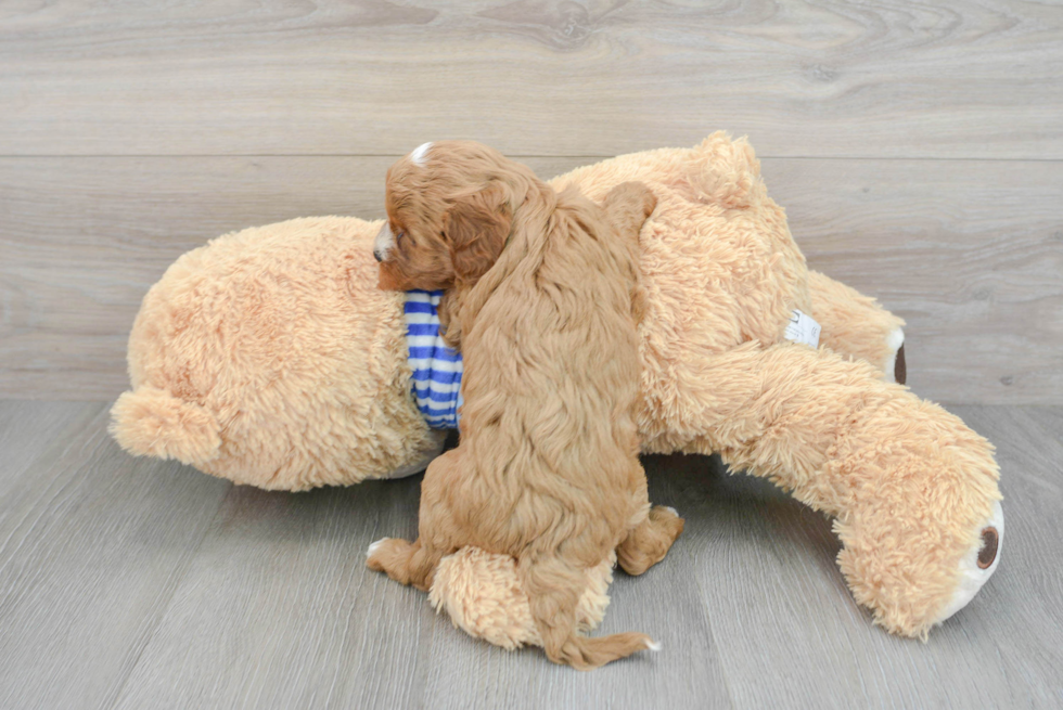 Playful Cavoodle Poodle Mix Puppy