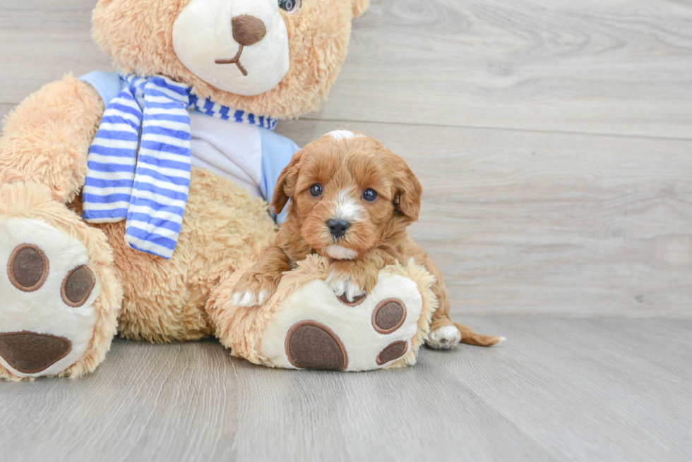 Cavapoo Pup Being Cute