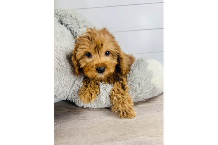 Cavapoo Pup Being Cute