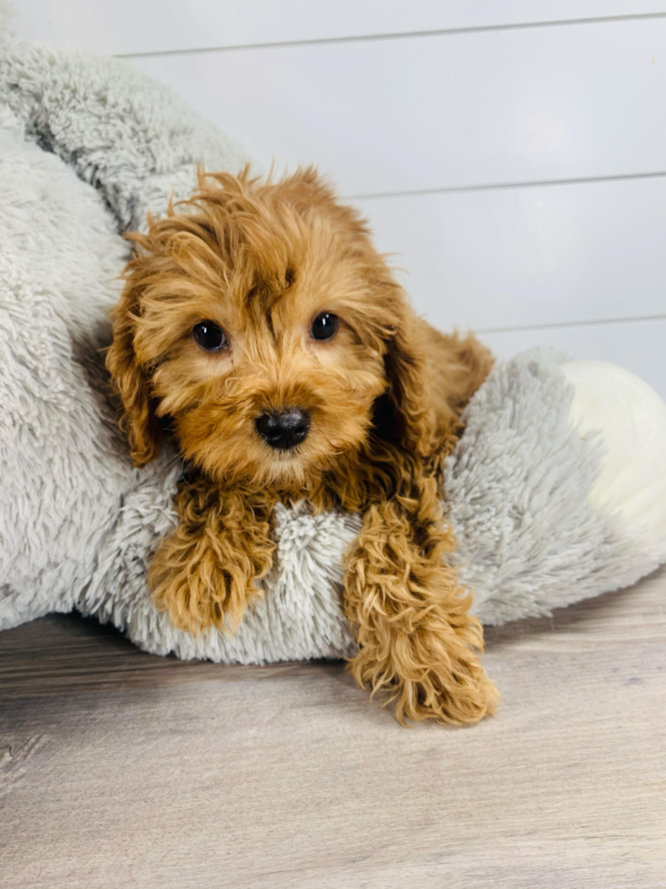 Cavapoo Pup Being Cute