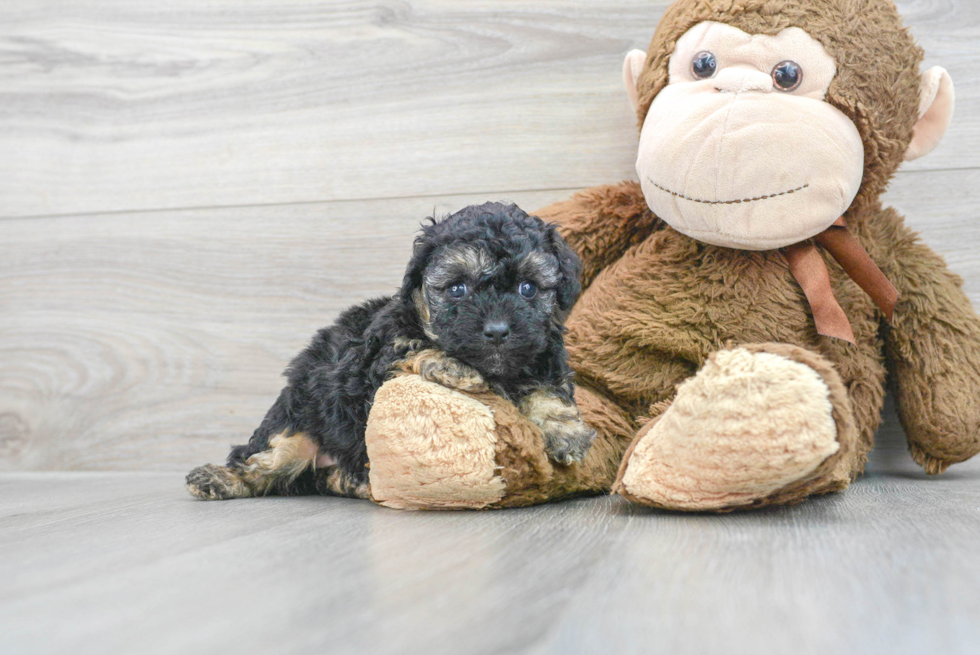 Smart Cavapoo Poodle Mix Pup