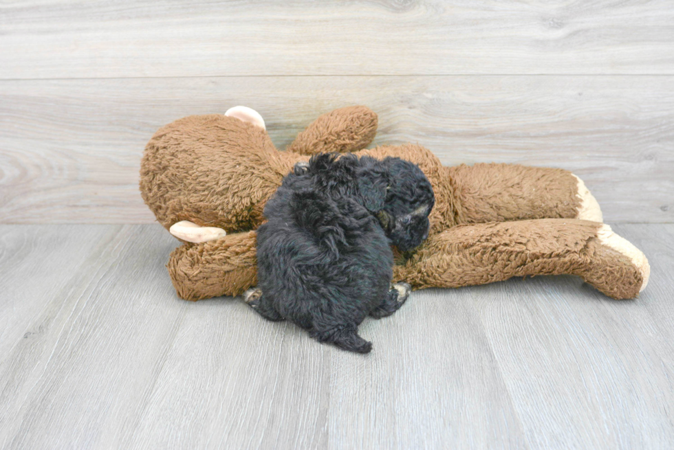 Cute Cavapoo Baby