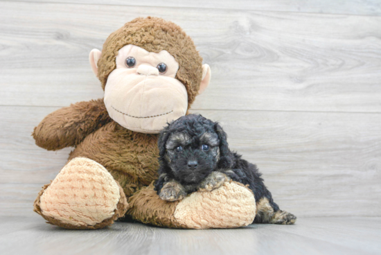 Fluffy Cavapoo Poodle Mix Pup