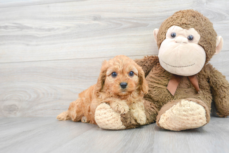 Cavapoo Pup Being Cute