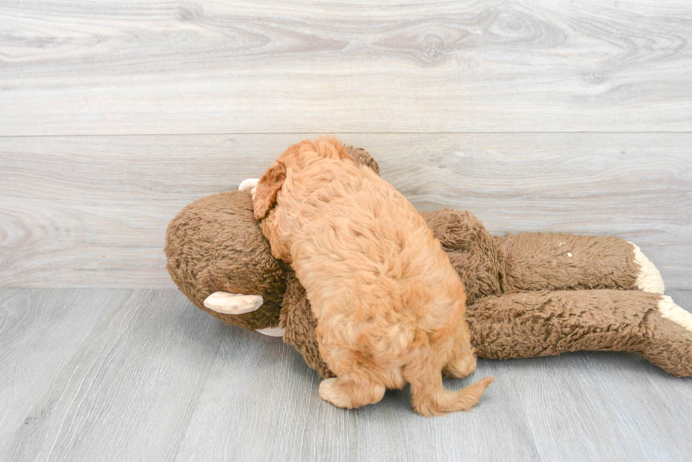Cavapoo Pup Being Cute