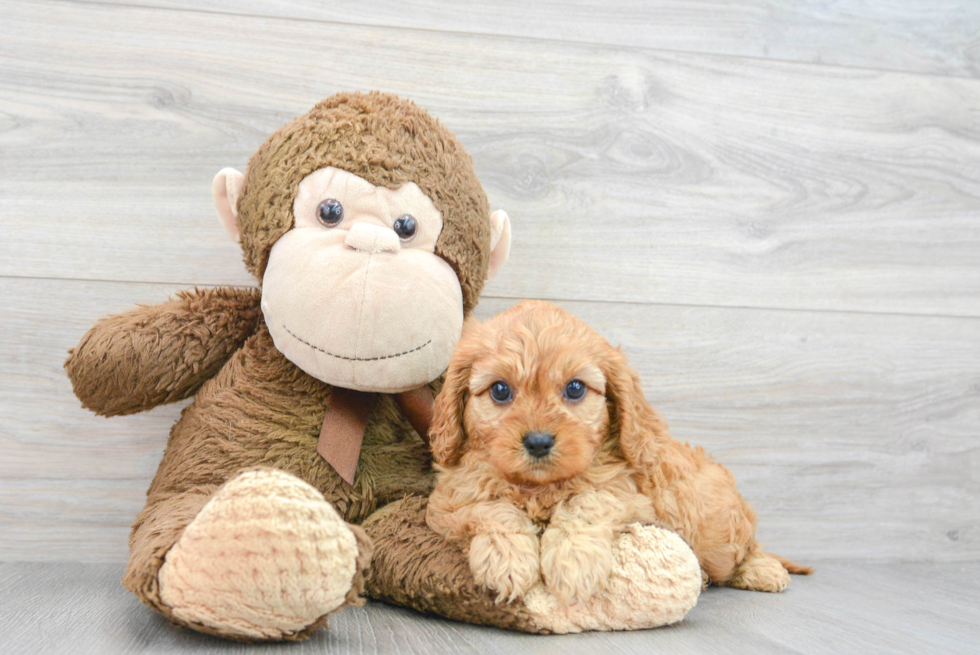 Best Cavapoo Baby