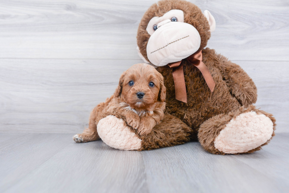 Best Cavapoo Baby