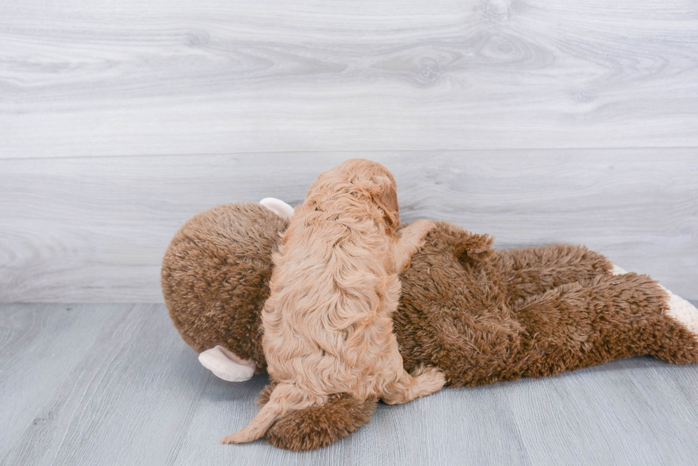 Cavapoo Pup Being Cute