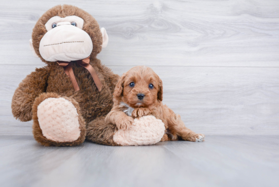 Cavapoo Puppy for Adoption