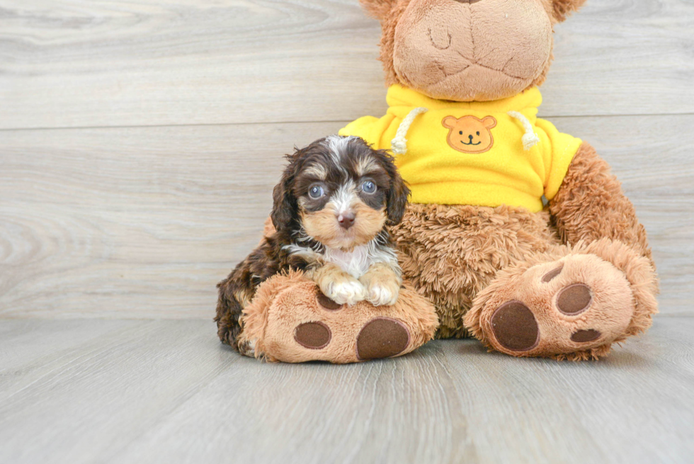 Adorable Cavoodle Poodle Mix Puppy