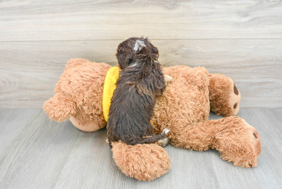 Adorable Cavoodle Poodle Mix Puppy