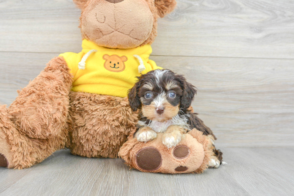 Best Cavapoo Baby