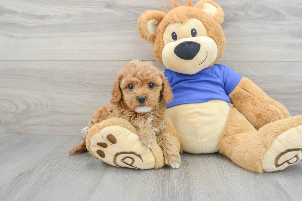 Adorable Cavoodle Poodle Mix Puppy