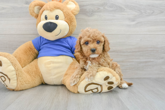 Cavapoo Pup Being Cute