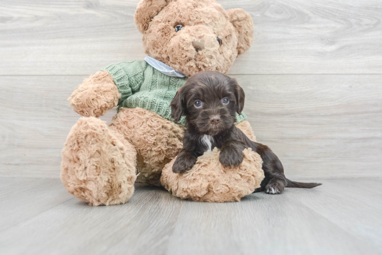 Small Cavapoo Baby