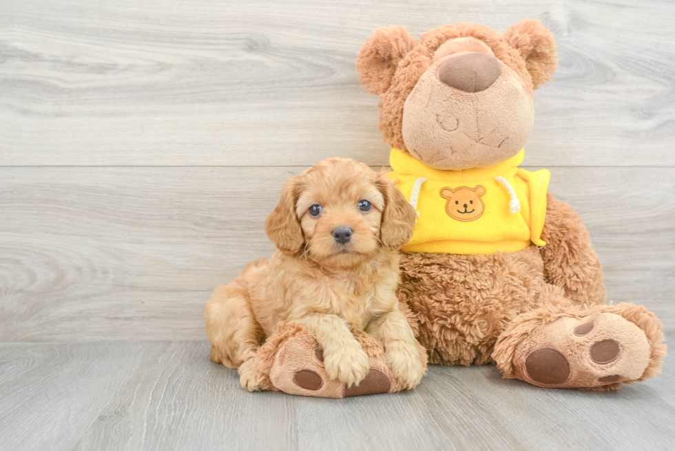 Cavapoo Puppy for Adoption