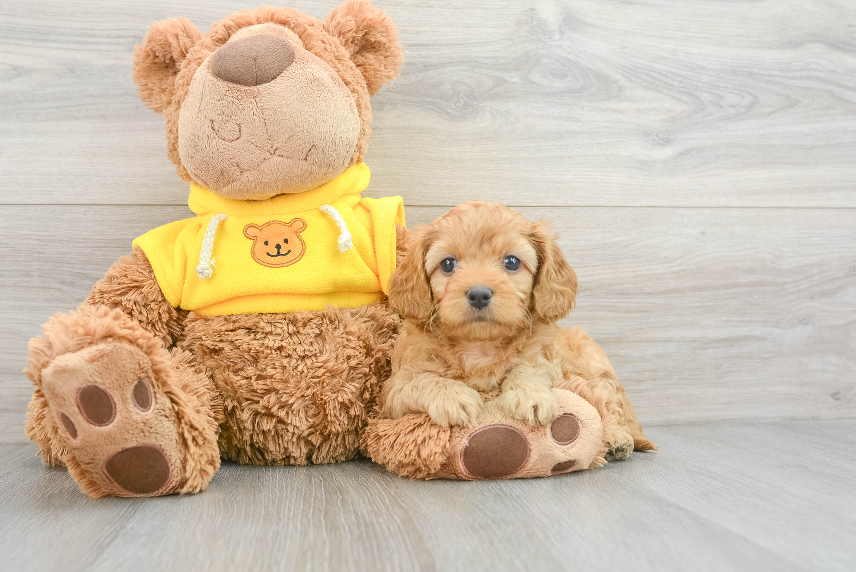 Cavapoo Puppy for Adoption