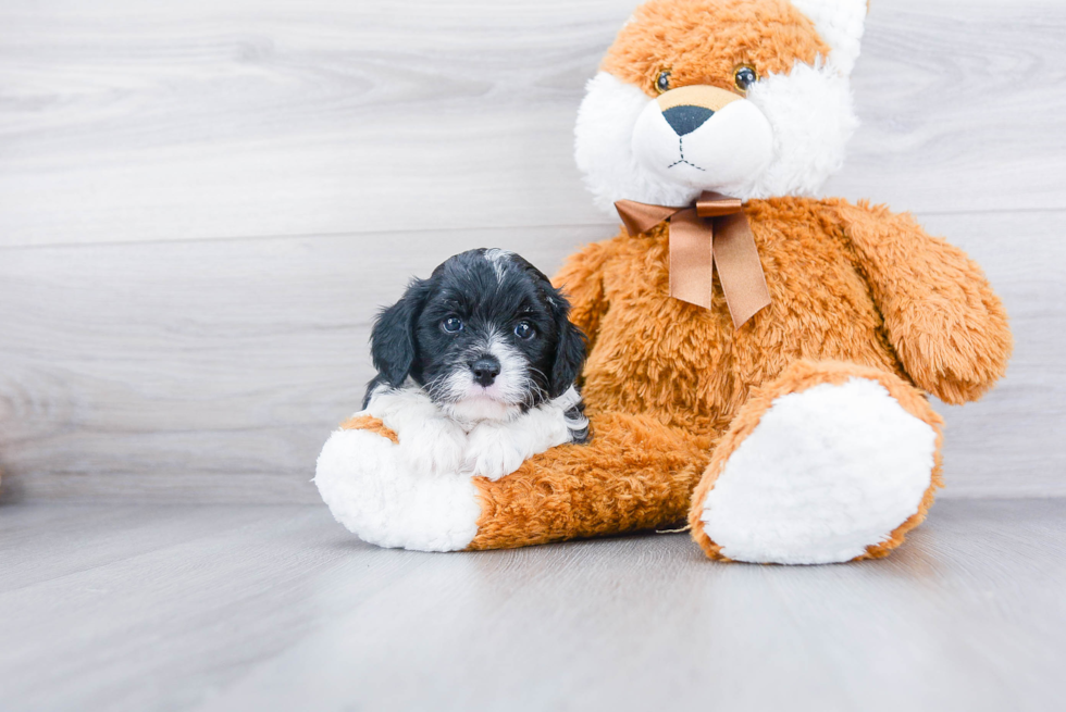 Sweet Cavapoo Baby