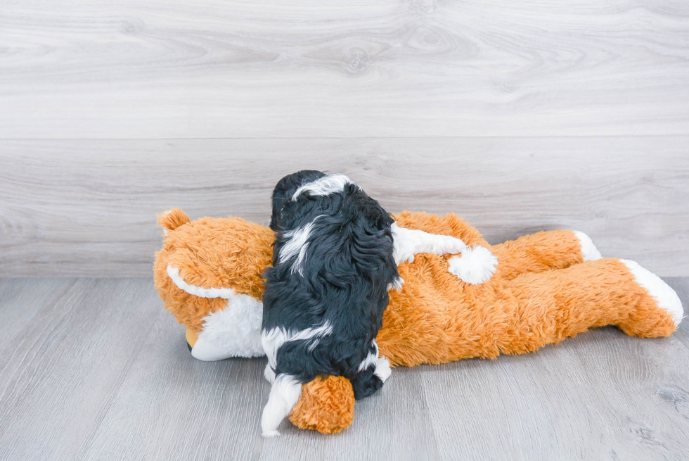 Friendly Cavapoo Baby