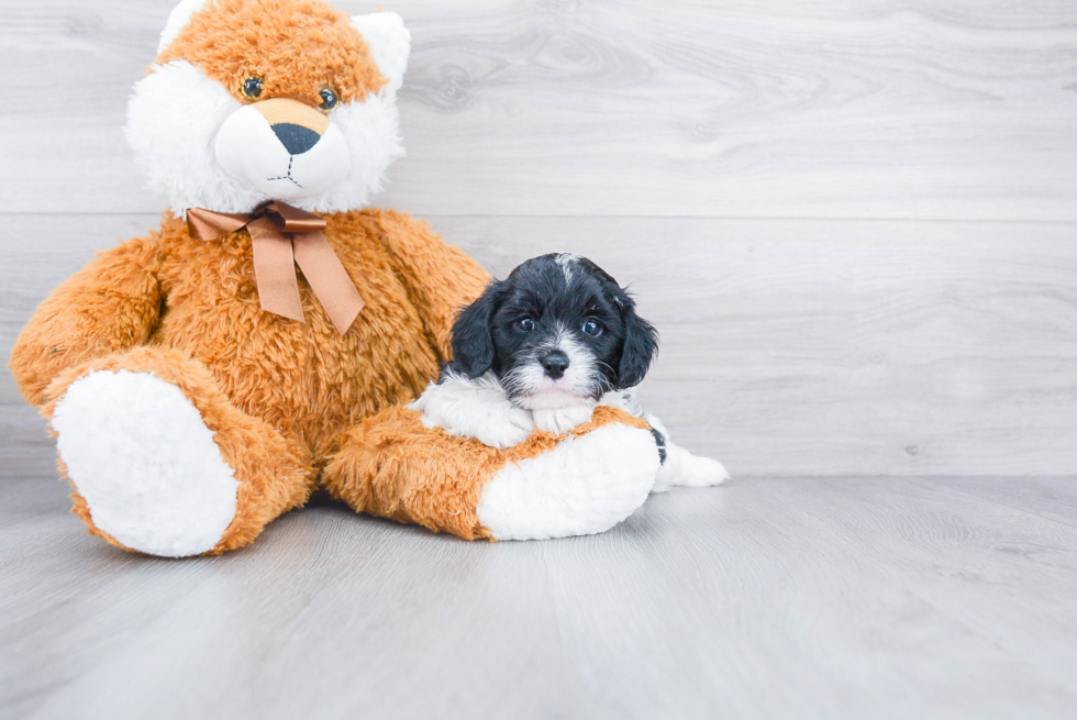 Cavapoo Pup Being Cute