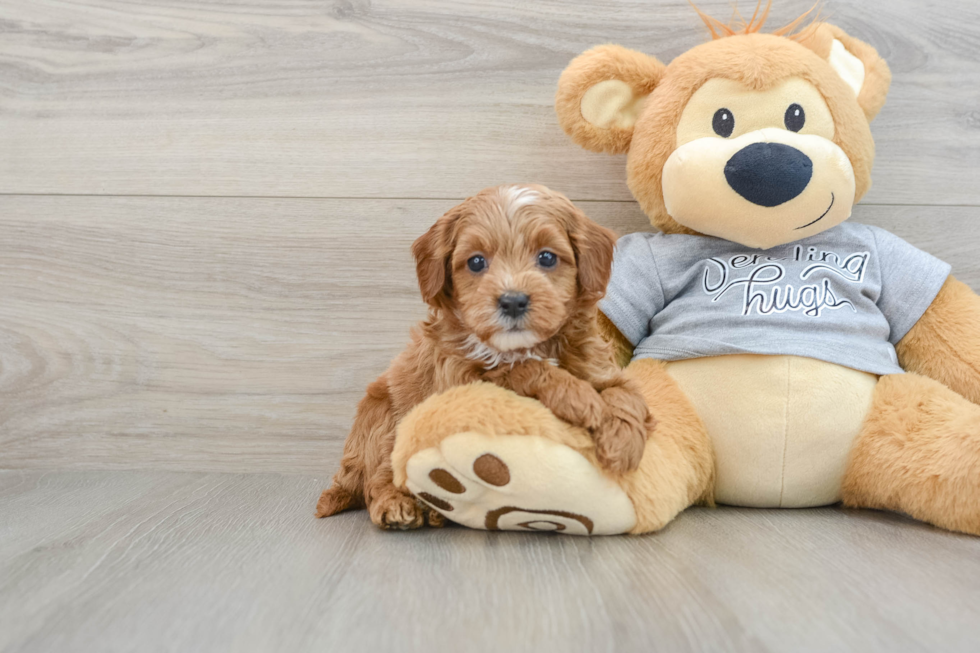 Small Cavapoo Baby