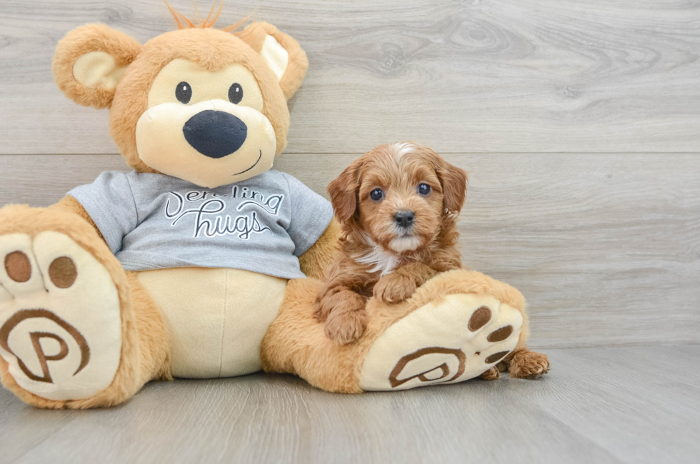 6 week old Cavapoo Puppy For Sale - Premier Pups