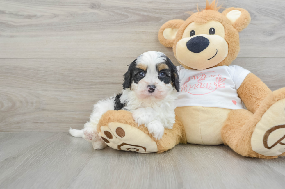 6 week old Cavapoo Puppy For Sale - Premier Pups