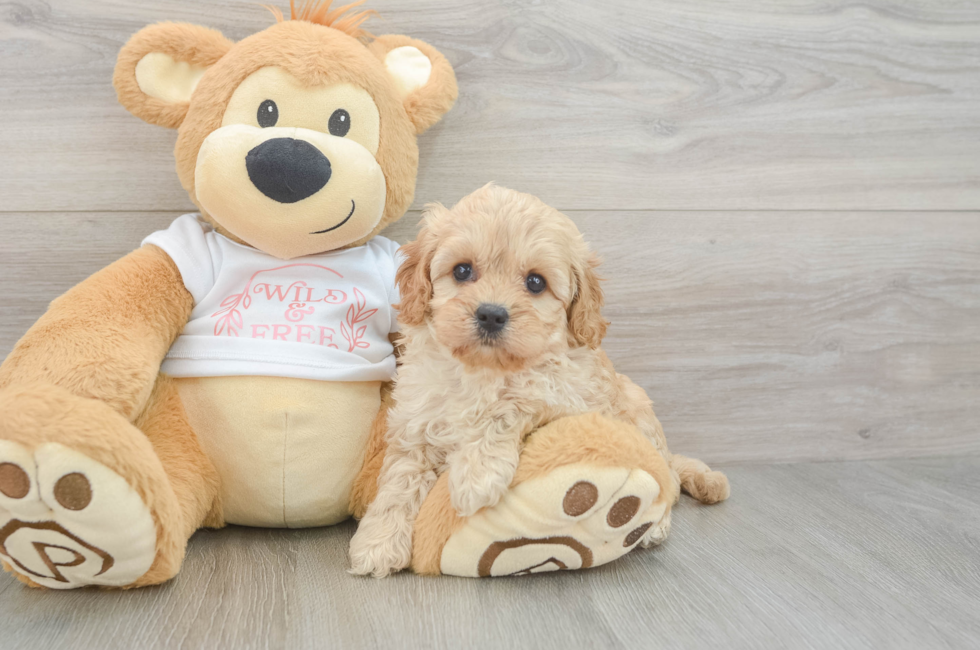 6 week old Cavapoo Puppy For Sale - Premier Pups