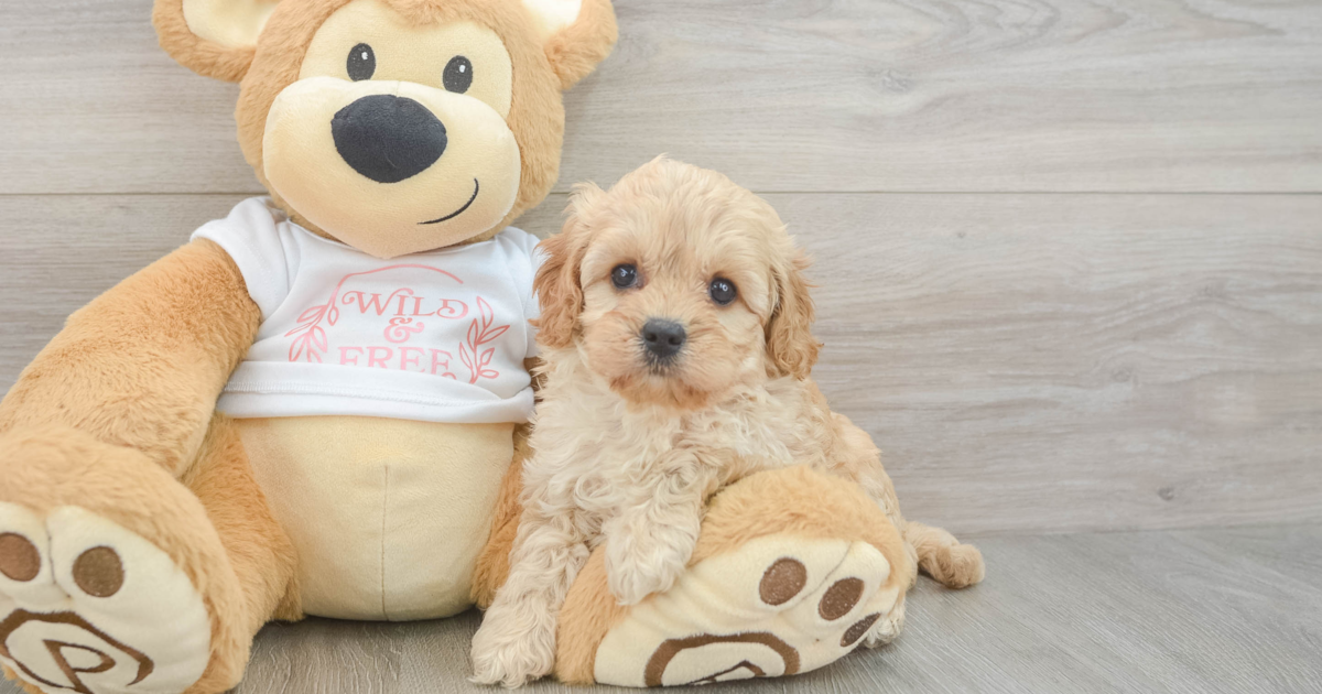Friendly Cavapoo Serena: 4lb 2oz Doodle Puppy