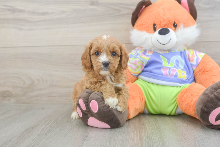 Best Cavapoo Baby