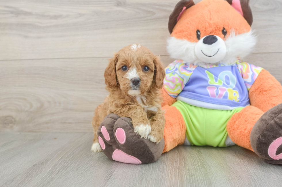 6 week old Cavapoo Puppy For Sale - Premier Pups