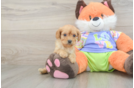 Petite Cavapoo Poodle Mix Pup