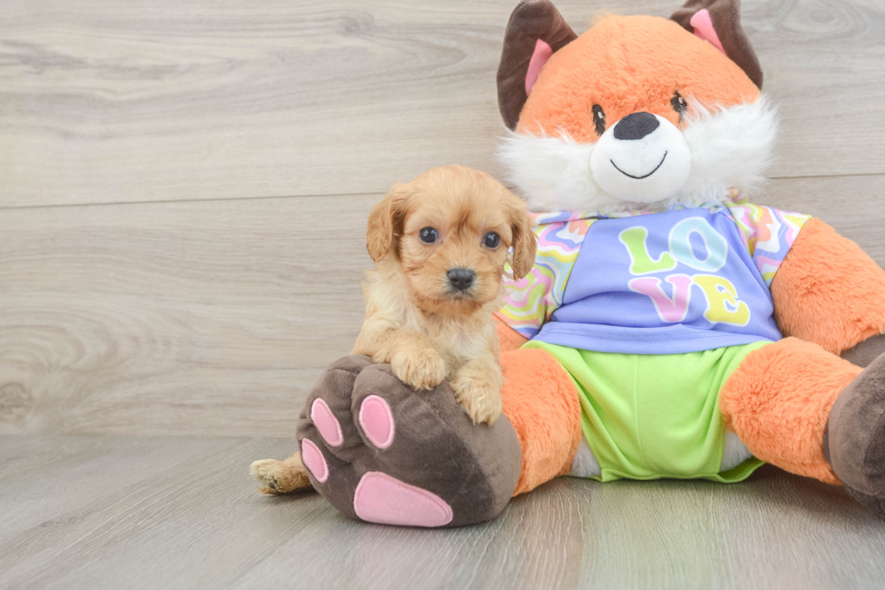 Petite Cavapoo Poodle Mix Pup