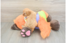 Best Cavapoo Baby