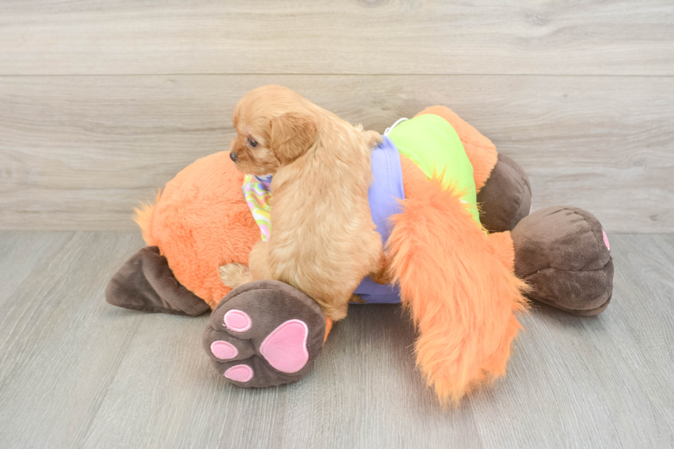 Best Cavapoo Baby