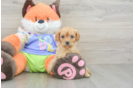 Cavapoo Puppy for Adoption
