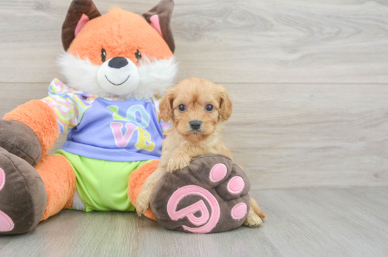 Cavapoo Puppy for Adoption