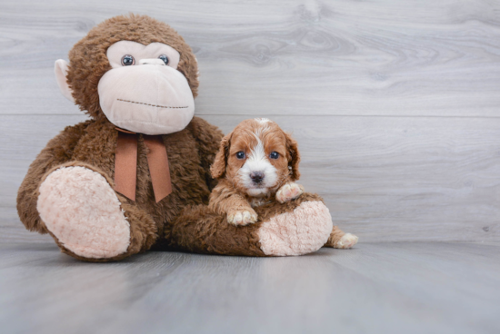 Energetic Cavoodle Poodle Mix Puppy