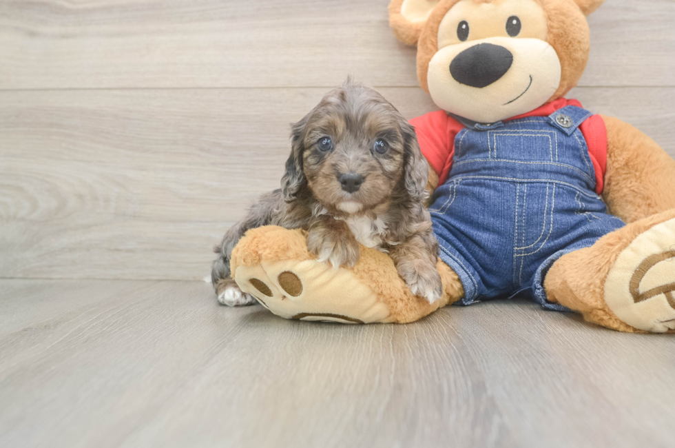 5 week old Cavapoo Puppy For Sale - Premier Pups