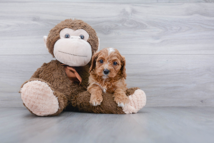 Cavapoo Pup Being Cute