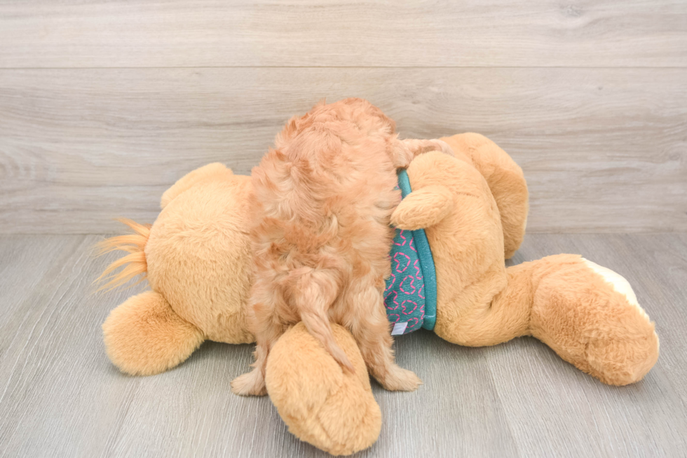 Cavapoo Pup Being Cute